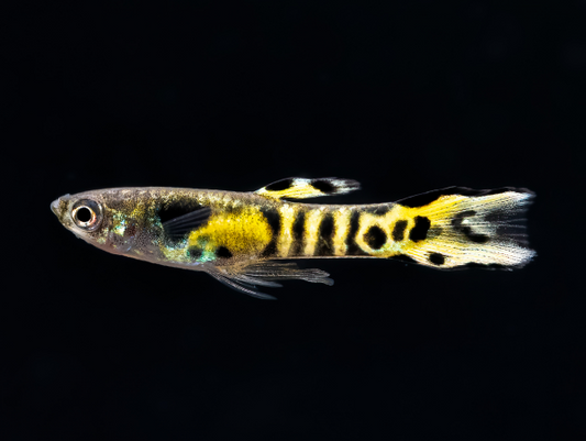 Tiger Endlers (Poecilia wingei) Listing is for 2 pairs